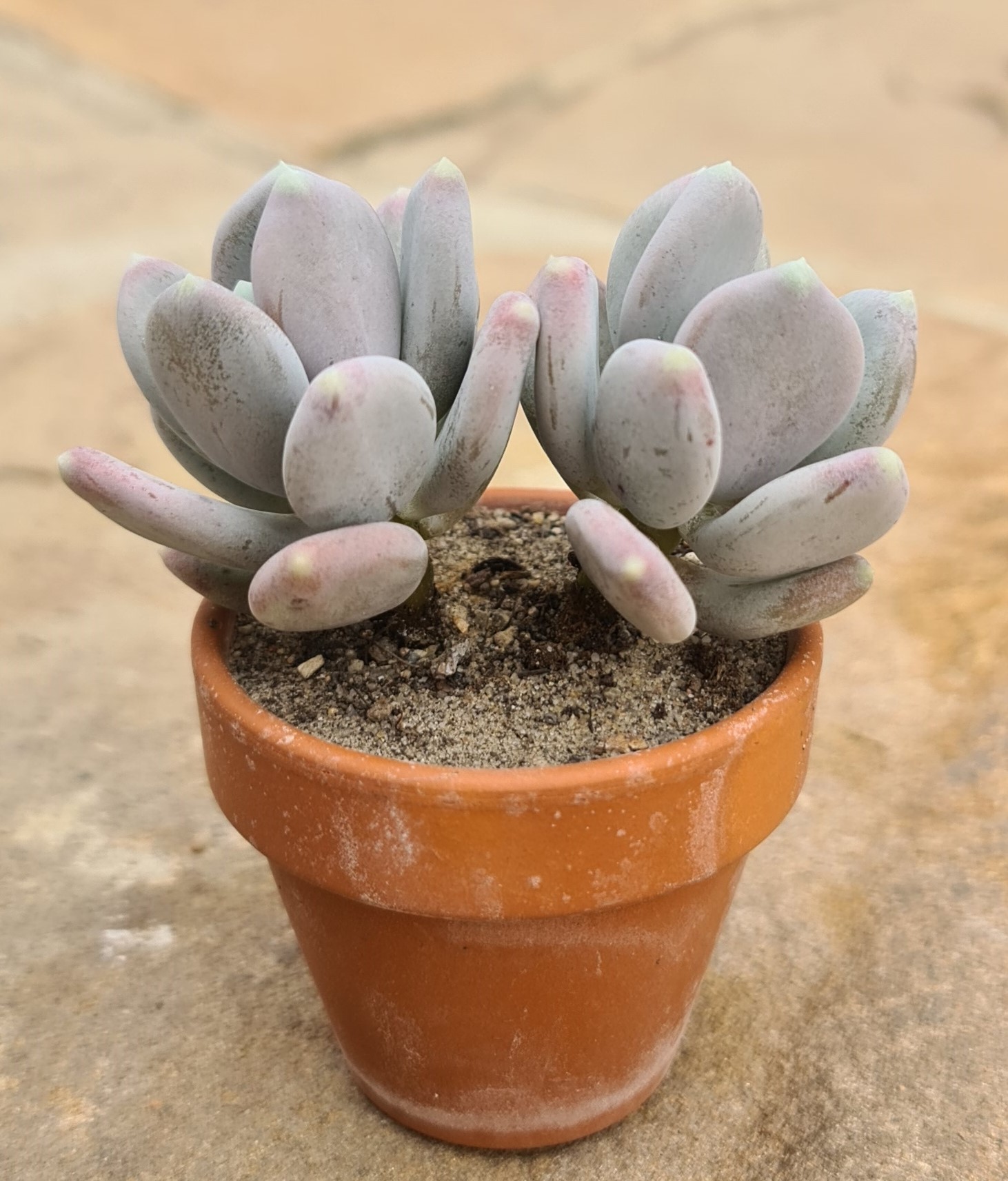 Pachyphytum cv. Spa Kakteen Shop