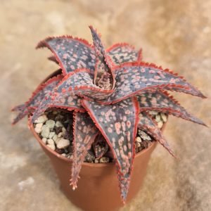 Aloe cv. Donnie Bright Star