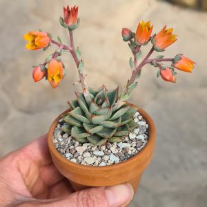 Echeveria cv. Red Edge