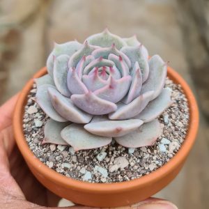 Echeveria cv. Lola