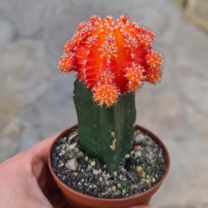 Gymnocalycium mihanovichii orange