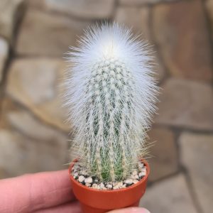 Cleistocactus straussii