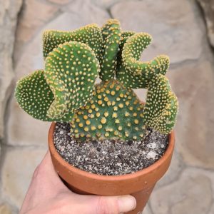 Opuntia microdasys monstruosa