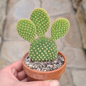 Opuntia microdasys