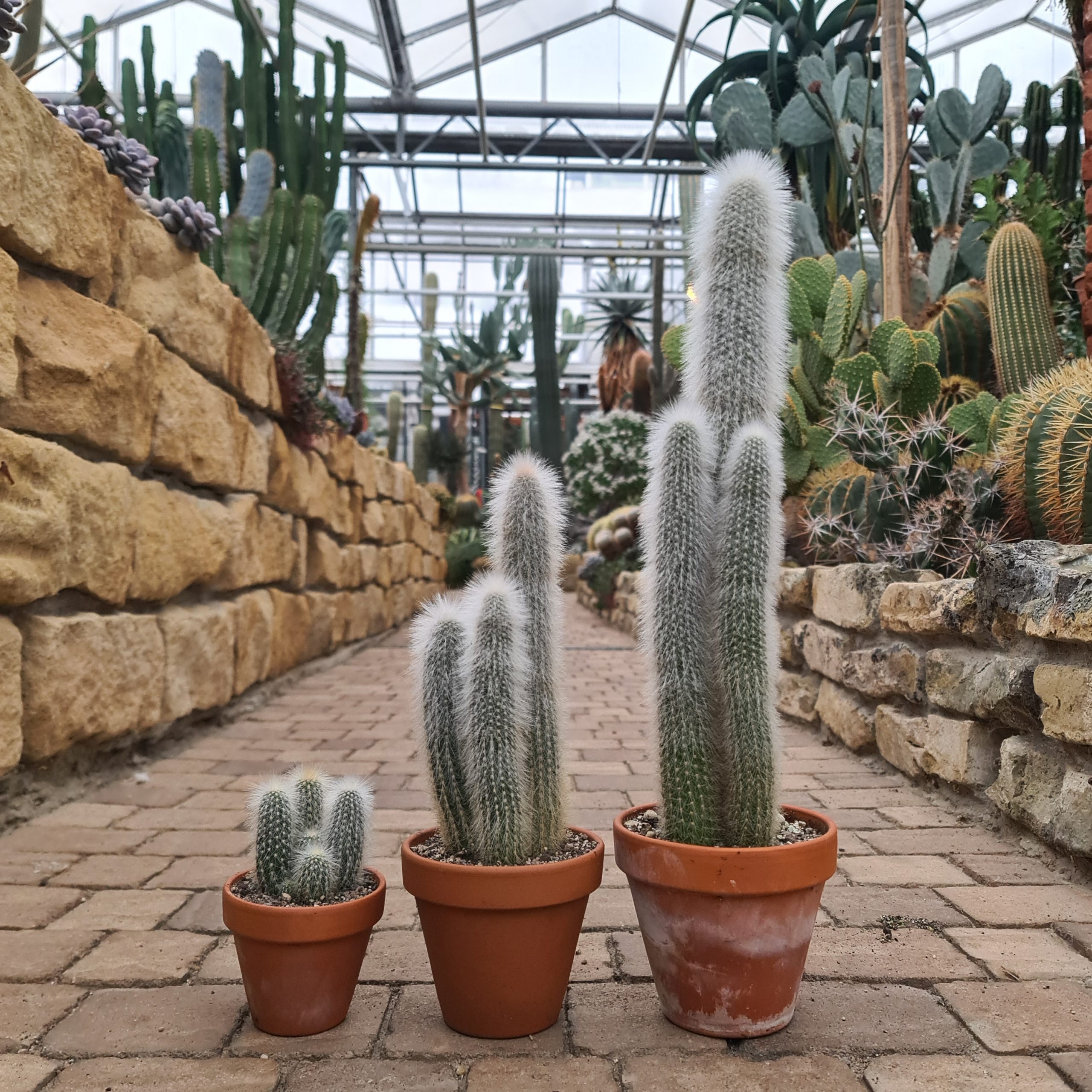 Cleistocactus straussii