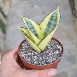 Sansevieria trifasciata 'Golden Hahnii - Bogenhanf