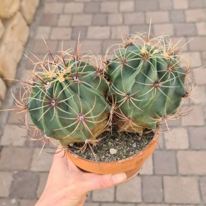 Ferocactus electracanthus