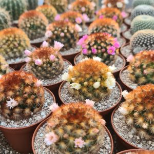 Mammillaria carmenae