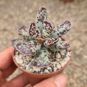 Adromischus cooperi
