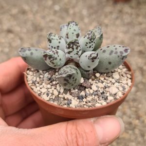 Adromischus festivus