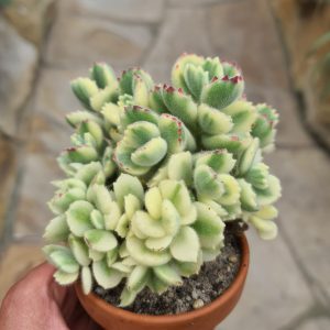 Cotyledon tomentosa variegata