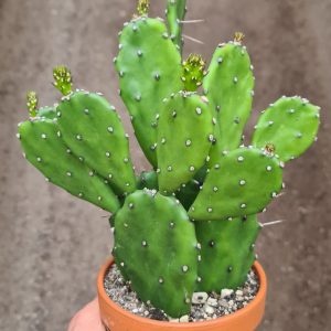 Opuntia jamaicensis