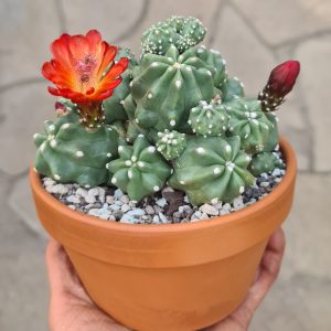 Echinocereus triglochidiatus var. inermis
