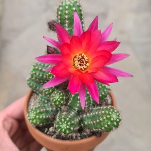 Chamaecereus silvestrii hybr. pink
