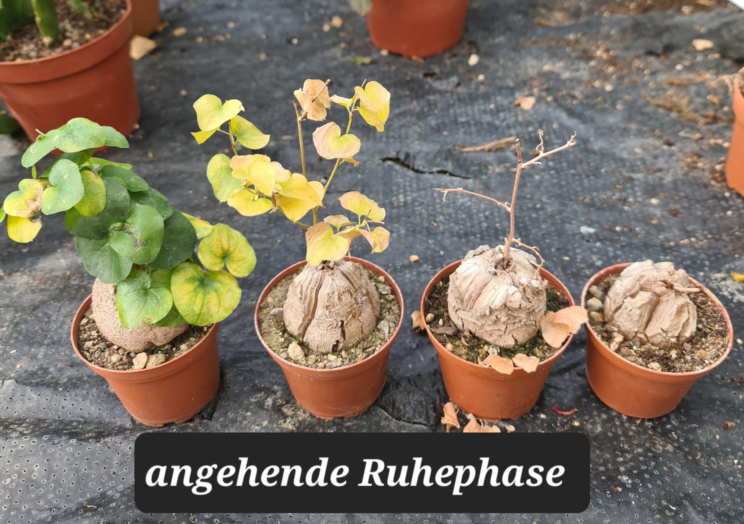Testudinaria elephantipes (Dioscorea) 'Schildkrötenpflanze'