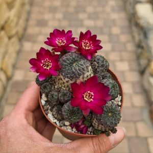 Sulcorebutia rauschii f. violacidermis