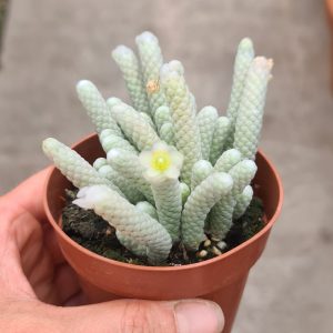 Avonia papyracea