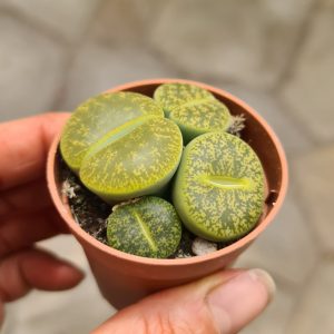 Lithops lesliei albinica