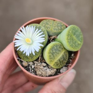 Lithops lesliei albinica