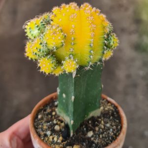 Gymnocalycium mihanovichii yellow