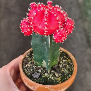 Gymnocalycium mihanovichii rot  'Erdbeerkaktus'
