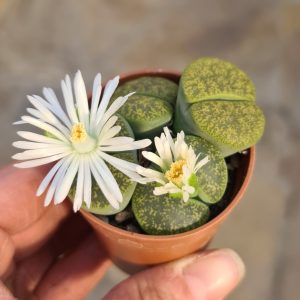 Lithops lesliei albinica