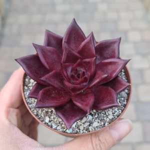 Echeveria agavoides cv. Wine Red Sirius