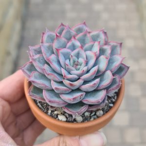Echeveria mystery