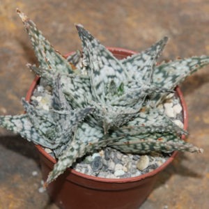 Aloe cv. Doran Black