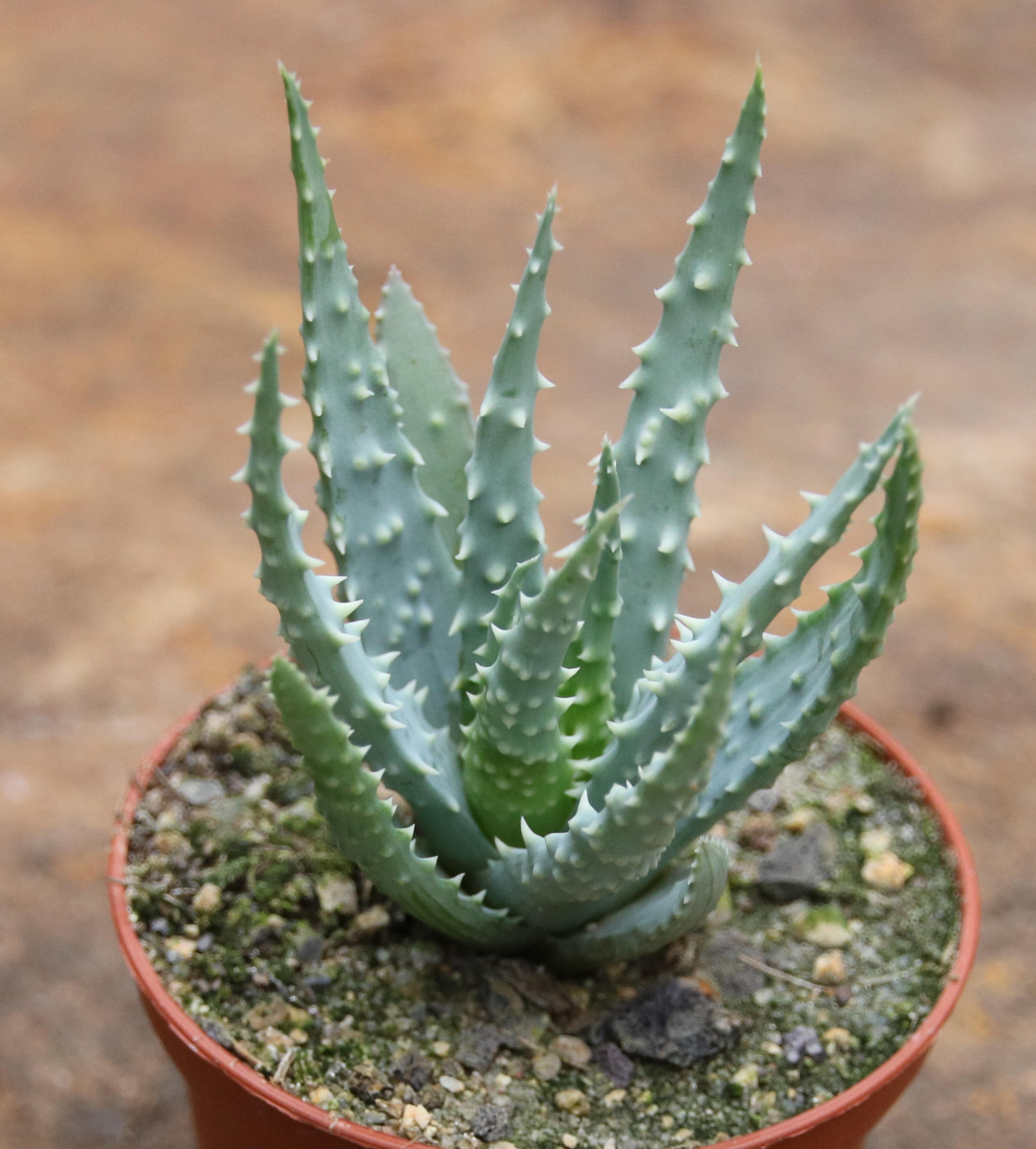 Aloe humilis Kakteen Shop