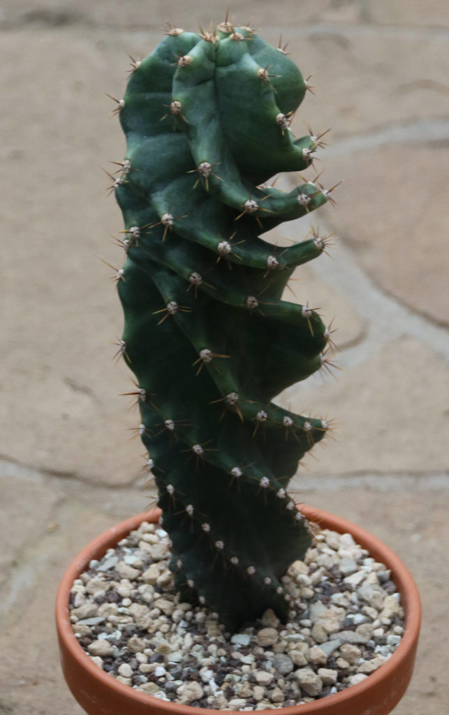 Cereus peruvianus var. tortuosus ( jamacaru )