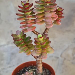 Crassula portulacea minima Bonsai