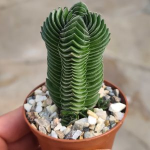 Crassula pyramidalis cv. Buddha's Temple