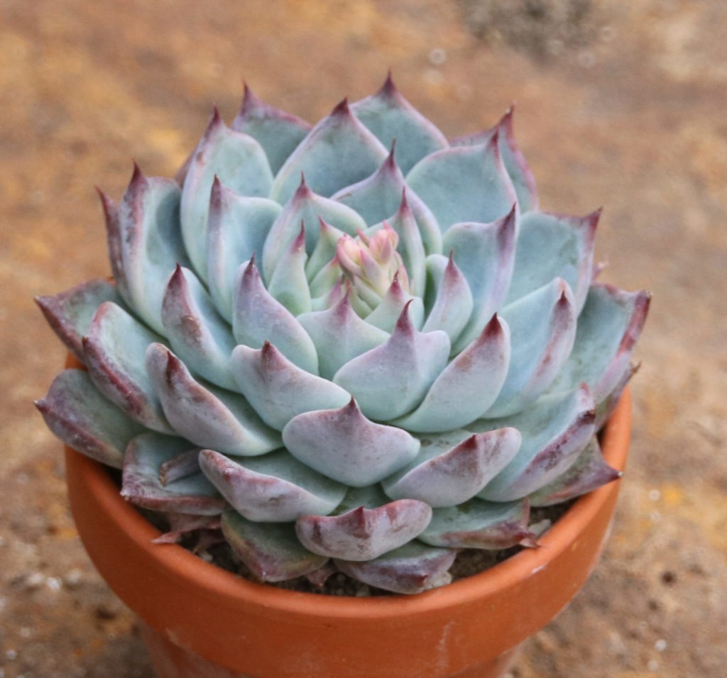 Echeveria colorata
