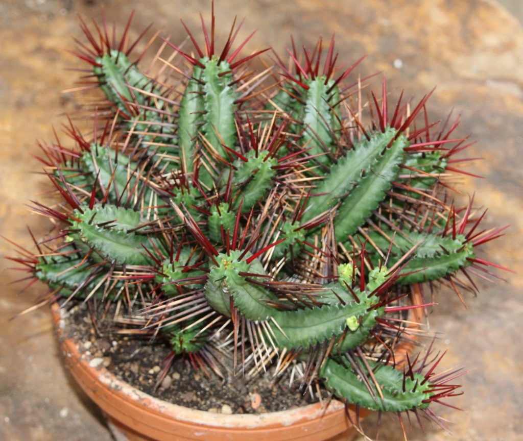 Euphorbia pentagona