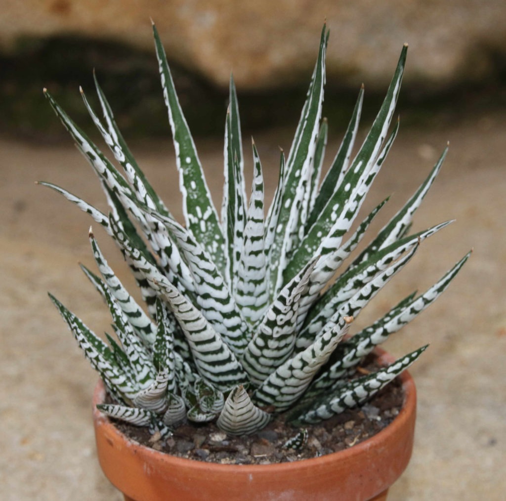 Haworthia fasciata 'alba'