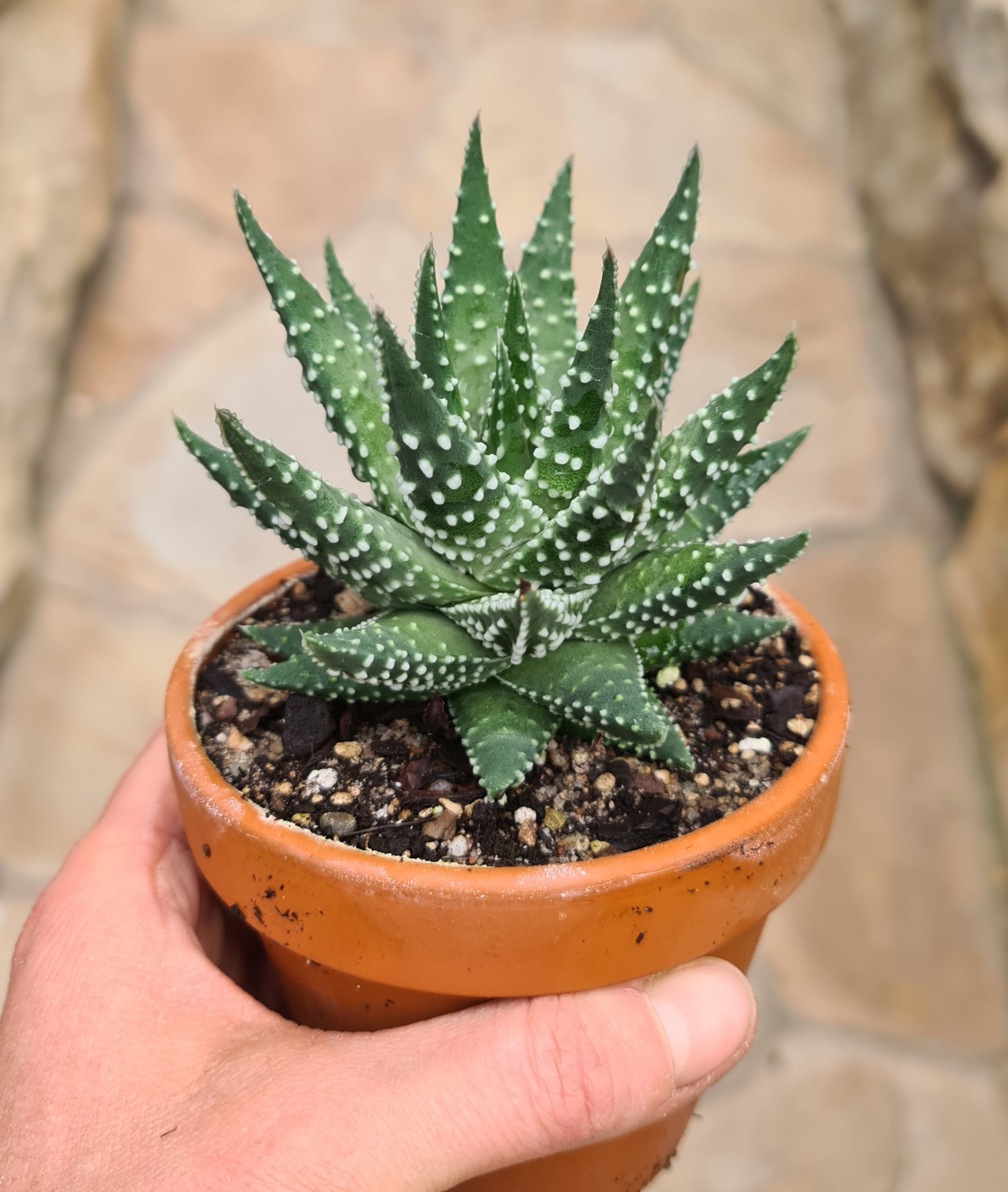 Haworthia papilosa