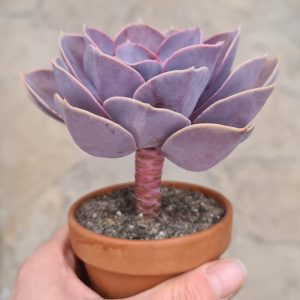 Echeveria cv. Dark Pearl
