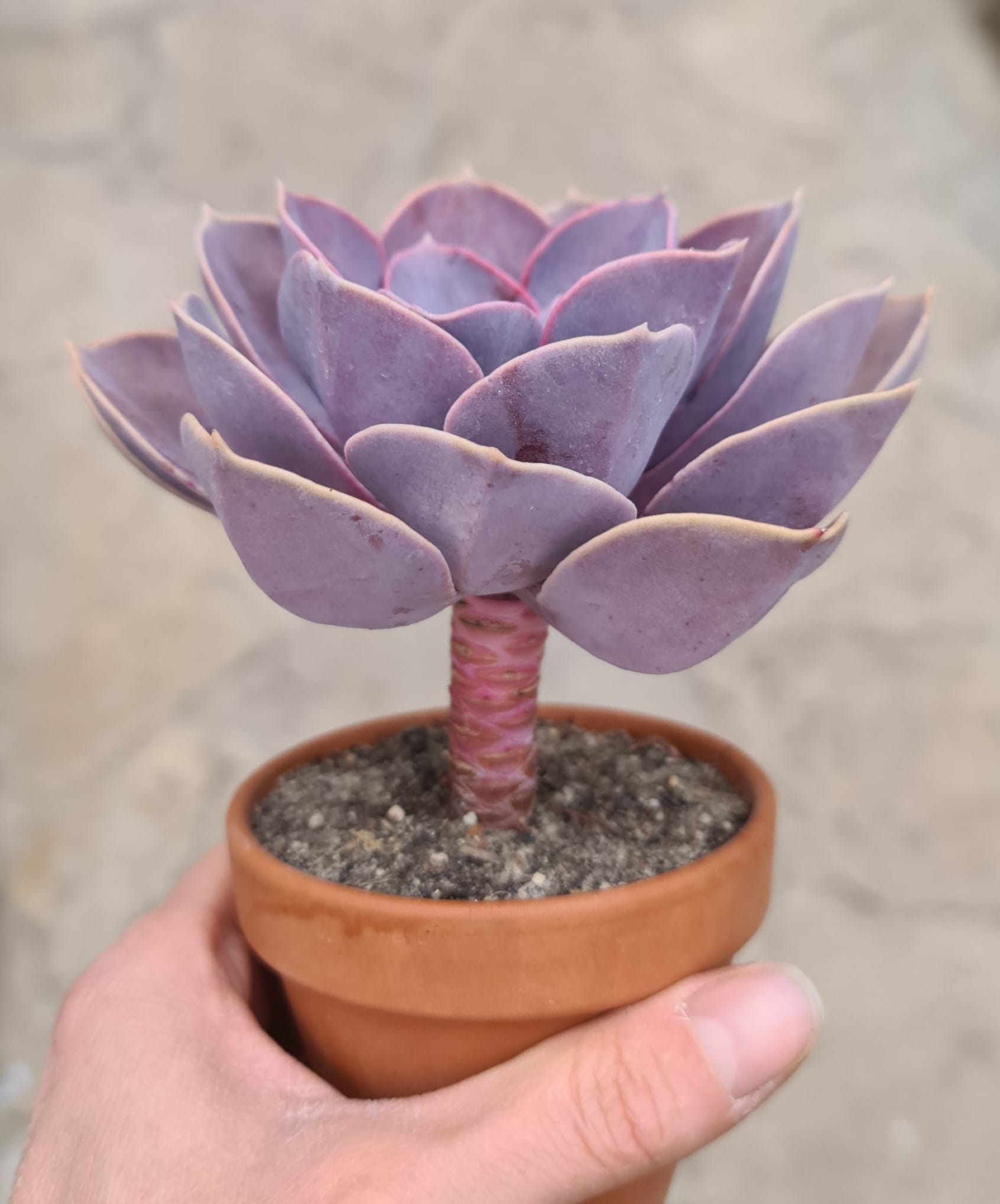 Echeveria cv. Dark Pearl
