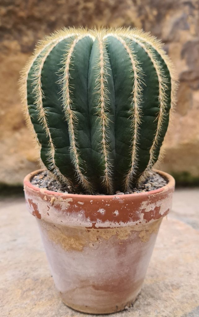 Notocactus magnificus