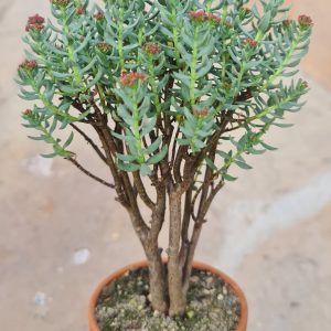 Crassula sarcocaulis