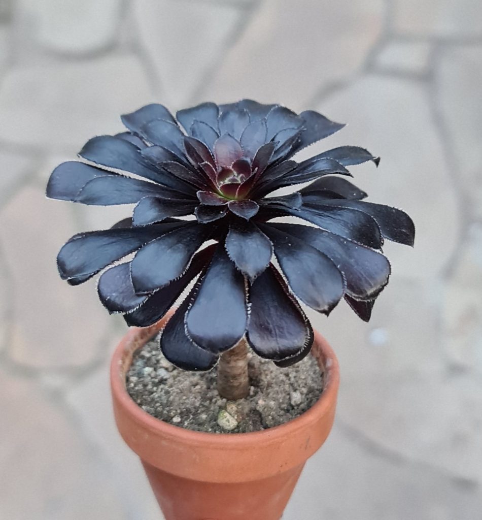 Aeonium arboreum atropurpureum
