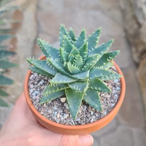 Aloe brevifolia