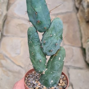 Trichocereus bridgesii monstr.