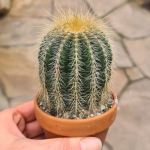 Notocactus warasii