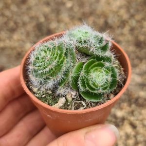 Crassula barbata
