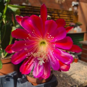 Epiphyllum lila-rote Blüte - Steckling