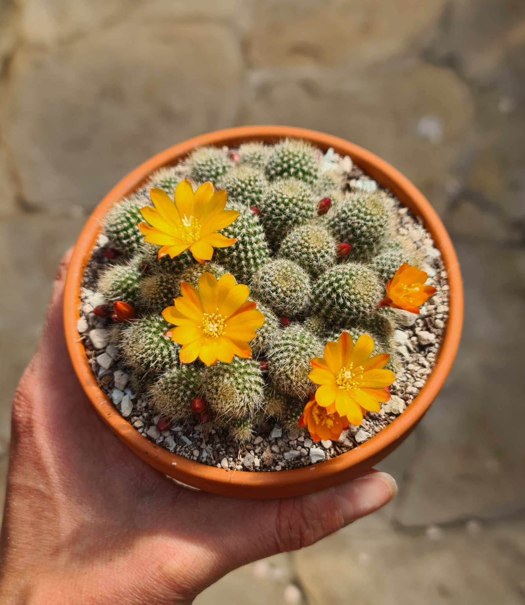 Rebutia fabrisii var. aureiflora