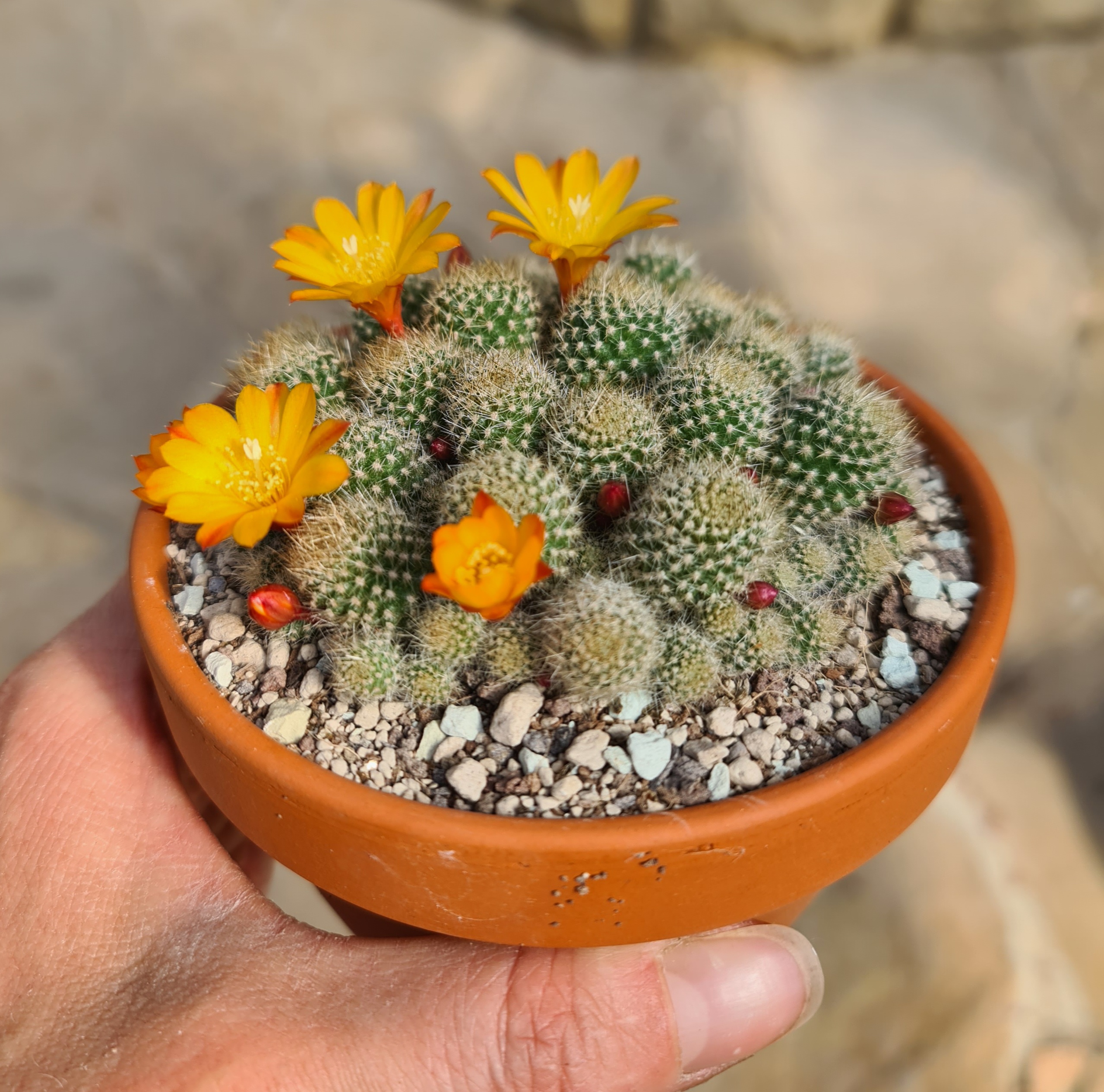 Rebutia fabrisii var. aureiflora