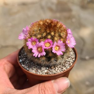 Mammillaria carmenae